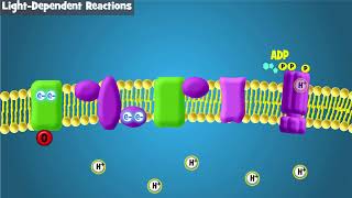 Photosynthesis Intro and LightDependent Reactions [upl. by Giess]