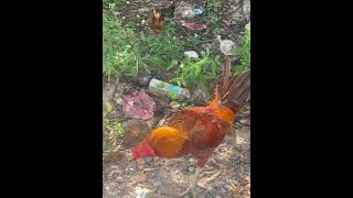 Chicken 🐔 animals reel reelsviralシ reels2024 reelsfypシ Videoshort Short vloger [upl. by Yahsat39]