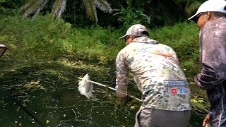 Arponeando Tilapias Desde Afuera Del Agua Pesca Y Cocina [upl. by Nylauqcaj]