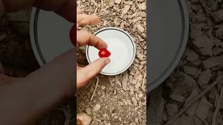 Tellement simple 🌱🌸♻️tomato tomate jardinage permaculture astuce tutorial potager nature [upl. by Eile]