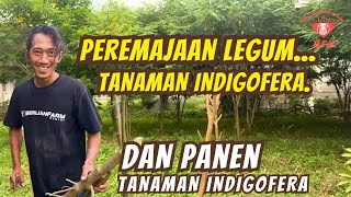 PROSES PEREMAJAAN TANAMAN INDIGOFERA DAN CARA PANEN INDIGOFERA [upl. by Ahsenrac]