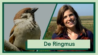 De Ringmus  Uitvogelen met Camilla [upl. by Anna-Diane]