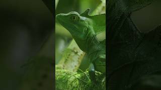 Plumed basilisk shortsvideo [upl. by Allecram]