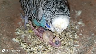 NonStop video budgies parrot baby full day live video \\ [upl. by Taub880]