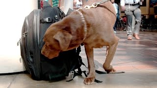 Auburn University Canine Detection [upl. by Nodarb836]