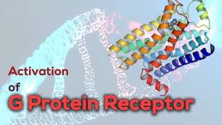 Activation of G protein receptor  G Proteincoupled Receptor [upl. by Virg]