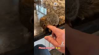 Heart warming rescue of squirrel squirrel hearttouching heartwarming rescue credit wildlove25 [upl. by Hasseman457]