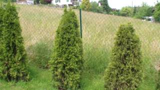 Thuja Hecke pflanzen  umpflanzen [upl. by Germann556]