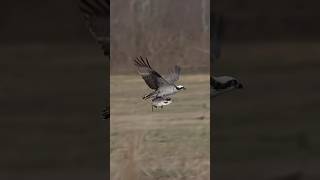 Osprey gives a gigantic fish🐟 a tour 😂 shorts wildlife birds fishing viralshorts ospreys [upl. by Gwendolin137]