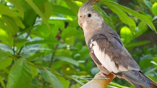 Cockatiel Sounds Call Songs  WhiteFaced Cockatiel Jono [upl. by Ahsenek]