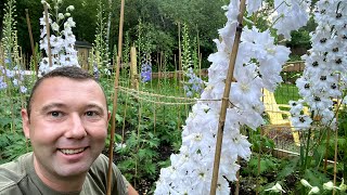 Delphiniums And How To Care For Them [upl. by Etteve]