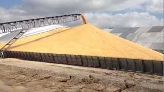 1 Million Bushels of Corn [upl. by Terr]