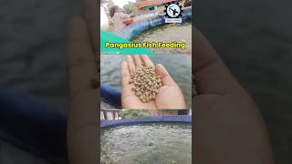 Pangasius Without Airiation Fish Farming In Biofloc System 🐟🐟fishfarmingindia pangas bioflocfish [upl. by Innavoij636]