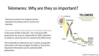 Chapter 5 The Mitotic Cell Cycle [upl. by Shanta996]