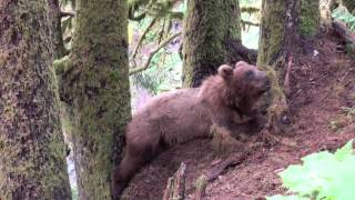 Afognak Wilderness Lodge Summer 09 [upl. by Nidla]