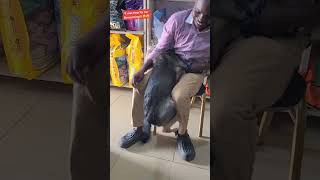 How to prevent parvo virus doglover subscribe pets lol funny fyp veryfunny bullmastiff [upl. by Jeffie]