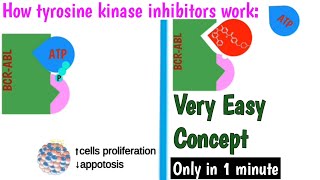 Machnism action of Tyrosine kinase inhibitors  How imatinib work  Treatment of CML [upl. by Dnob]