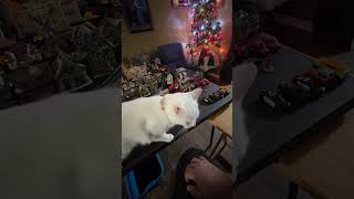 Cat Zilla catzilla godzilla trains modeltrains christmasvillages decoration cat pets [upl. by Einneb226]