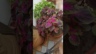 Propagation of coleous plants from cuttingStep by step easy method Coleous plant care [upl. by Raynor]