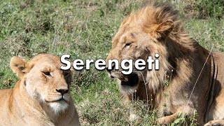 04  Les grands parcs de Tanzanie  15 février  Le Serengeti [upl. by Madlin]