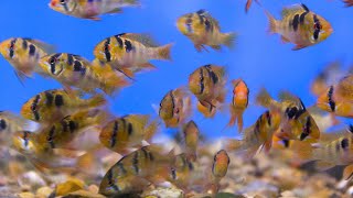 THOUSANDS of RARE Ram Cichlids How to Breed Rams Cichlids Easily [upl. by Ewolram]