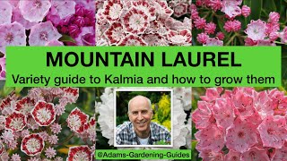 MOUNTAIN LAUREL – Variety guide to Kalmia and how to grow them [upl. by Bucella]