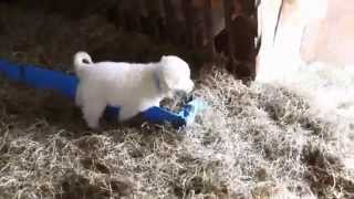 Maremma Sheepdog Puppies For Sale [upl. by Sclar27]