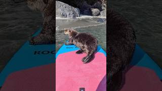 Otter jumps onto paddleboard off Vancouver Island 🦦 [upl. by Renita]