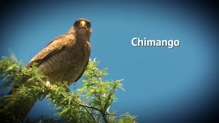 Rapaces  Chimango [upl. by Meakem]