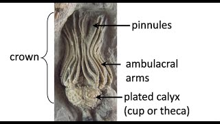 What are crinoids Carboniferous life of Texas Part 2 [upl. by Torhert]