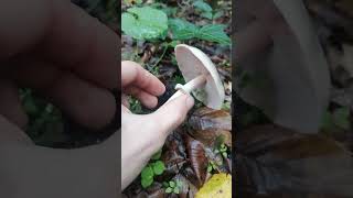 18102024 Шампиньон лесной Agaricus silvaticus Tuapse mushroom nature [upl. by Katz]