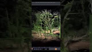 3D photogrammetry of trees rendered as motiondataaudioreactive point clouds in touchdesigner [upl. by Care]