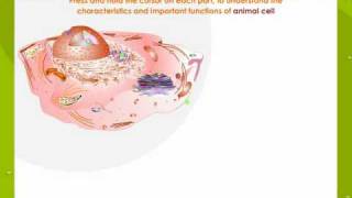 Cell Structure and Functions [upl. by Arraet]