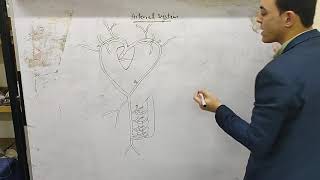 drawing and dissection steps of arterial system of Bufo regularis [upl. by Irrot]