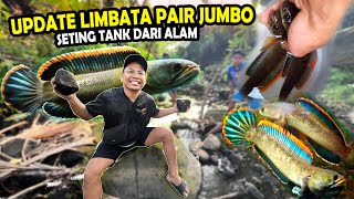 UPDATE LIMBATA PAIR JUMBO HUNTING BAHAN SETTINGAN TANK DARI ALAM [upl. by Kenweigh]