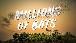 MILLIONS of BATS SWARM a CAVE EPIC feat of NATURE in Battambang Cambodia [upl. by Nwahsd]