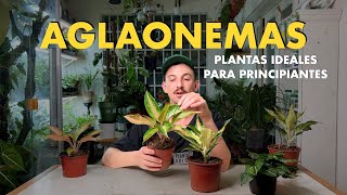 🌱 TODO sobre Aglaonemas  ideales para principiantes o quienes busquen plantas fáciles de cuidar 🙌🏻 [upl. by Vaughan]