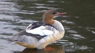 Preening goosander [upl. by Teague443]