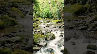 Musique Douce Flûte  Bruit de la Nature  Rivière Tropicale Zen  Méditation et Relaxation  Dormir [upl. by Rosinski568]