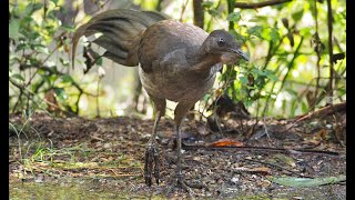 Mimicking sounds of the Lyrebird [upl. by Ainevuol554]