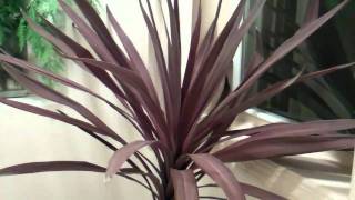 cordyline australis [upl. by Madeline]