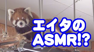 【レッサーパンダ】エイタのASMR Red Panda EITA at Maruyama Zoo [upl. by Kamal812]