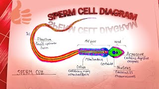 Most important diagramSPERM CELL very easy way step by step [upl. by Higley318]