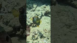 Yellow boxfish RedSeaBit fish redsea snorkeling [upl. by Ynnor]