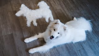 How Much Does a Samoyed Shed [upl. by Jae274]