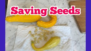 How To Save Yellow Crookneck Squash Seeds food garden seedsaving foodstorage preparing [upl. by Ahselrak]