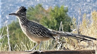 Greater Roadrunner Bird  Communication Calls [upl. by Zetnahs660]