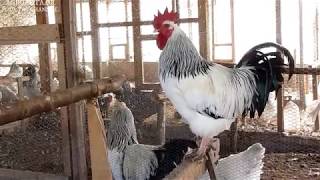 chicken breeds  Sussex light Rooster Crowing  AGROKOTAGR [upl. by Lohner]