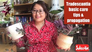 Tradescantia  Medicinal plant  Three basic care tips  Propagation by water [upl. by Uhej]