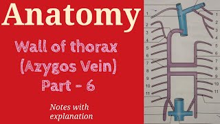 Wall of thorax Azygos Vein Part 6  Anatomy  By Namita Ussara [upl. by Esirehs890]